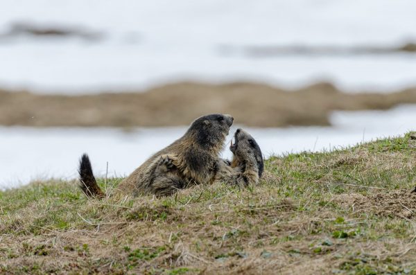 Murmeltiere beim Spielen