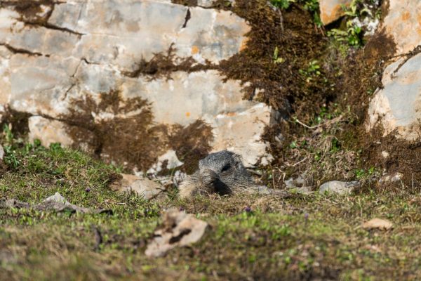 Murmeltiere [Marmota]