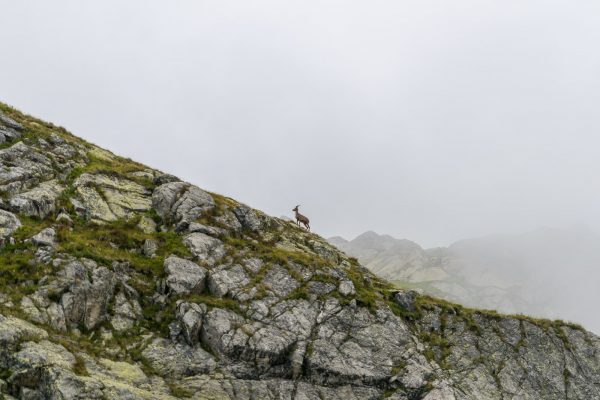 Steinbock [Capra ibex]