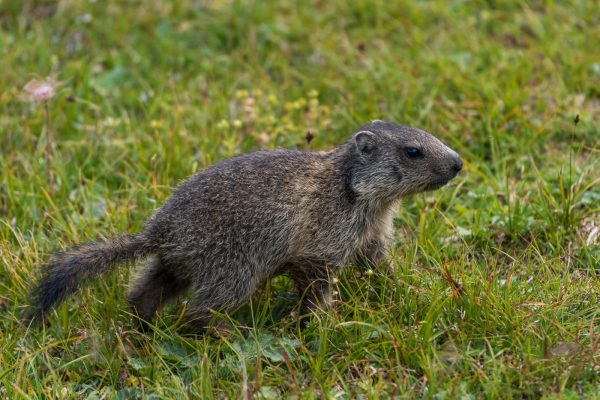 Junges Murmeltiere [Marmota]