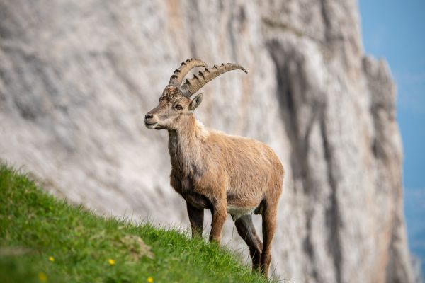 Steinbock [Capra ibex]