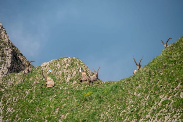 Steinböcke [Capra ibex]