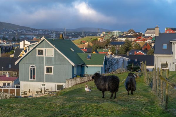 Schafe mitten in Tórshavn