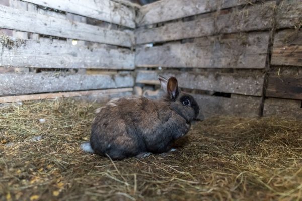 Einer von 6 flauschigen Hasen