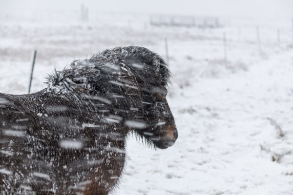 Islandpferd im Schneesturm