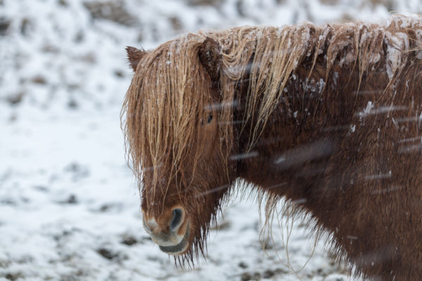 Islandpferd im Schneesturm