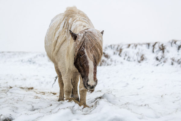 Islandpferd im Schneesturm