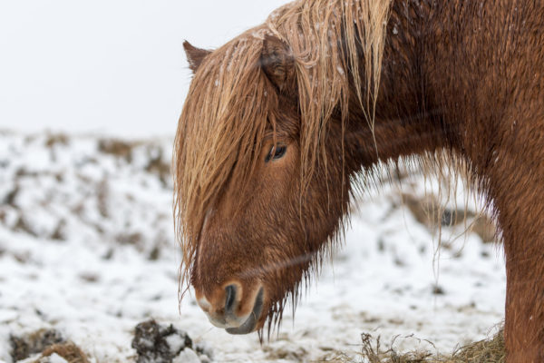 Islandpferd im Schneesturm