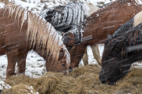 Islandpferd im Schneesturm