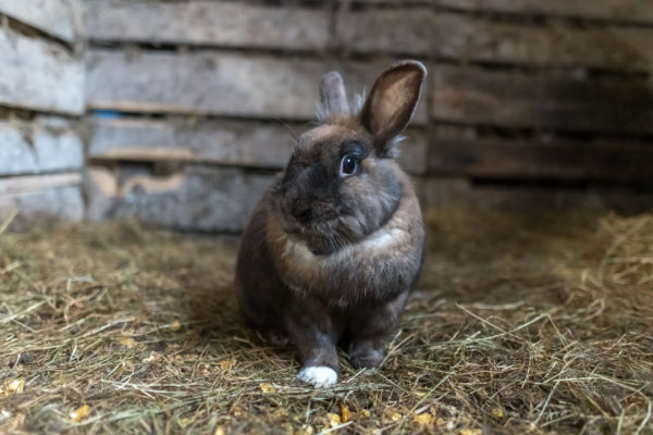 flauschiger Hase