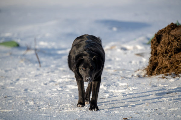 Odi, der Jüngere der beiden Hunde