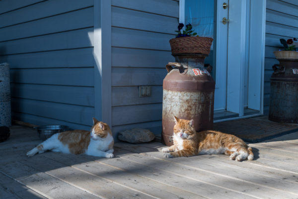 Katzen dürfen auf keinem Hof fehlen