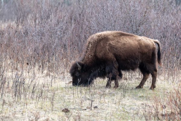 Bison [Bison bison] im Riding Mountain NPq