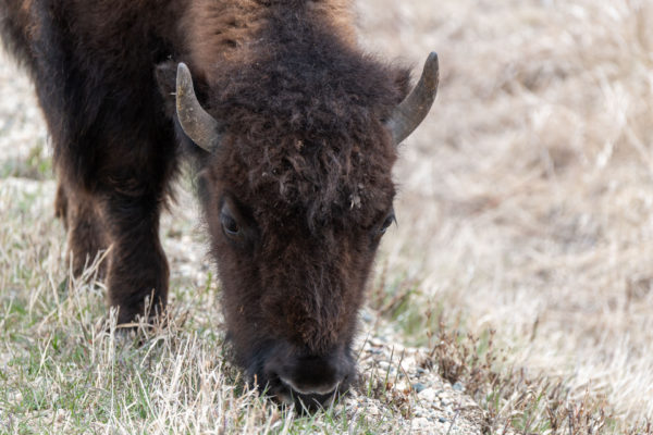 Bison [Bison bison] im Riding Mountain NP