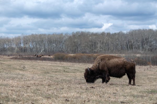 Bison [Bison bison] im Riding Mountain NP