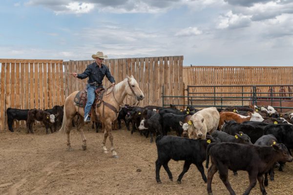 Cowboy an der Arbeit