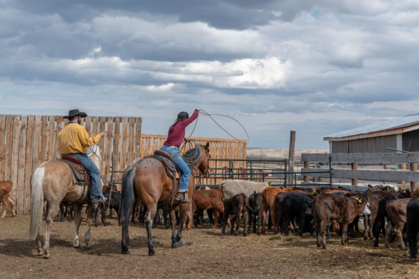 Cowgirls sind am Werk