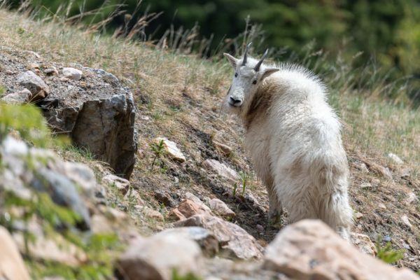 Mountain Goat [Oreamnos americanus]