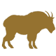 Mountain Goat