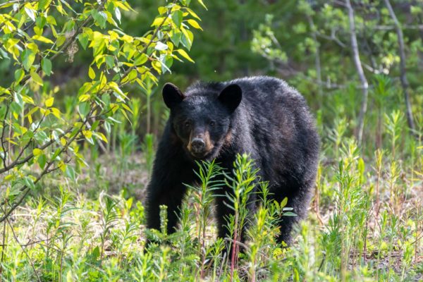 Schwarzbär [Ursus americanus ]