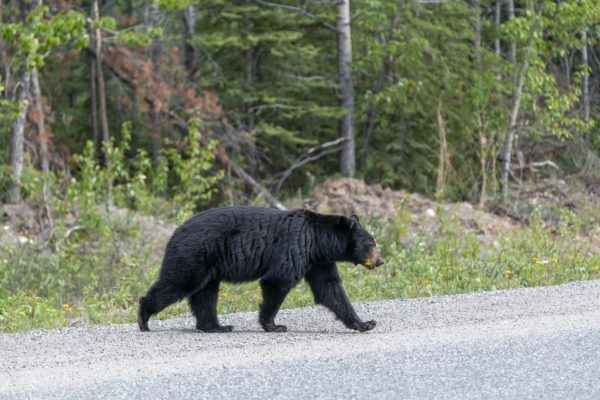 Unser letzter Schwarzbär [Ursus americanus ] auf dem Cassiar Highway