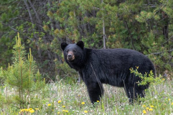 Schwarzbär [Ursus americanus]