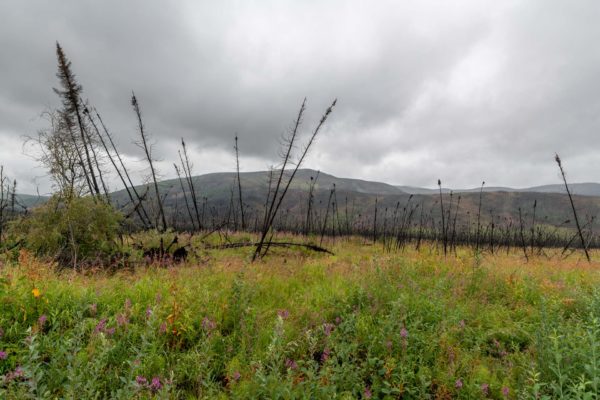 Schwarze Bäume als überreste nach dem Waldbrand