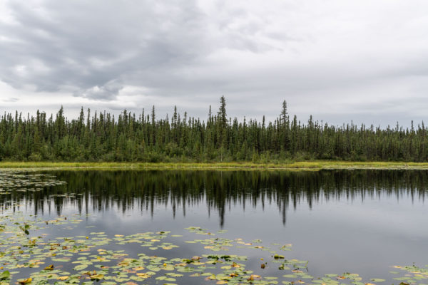 Borealer Wald am Dalton Highway