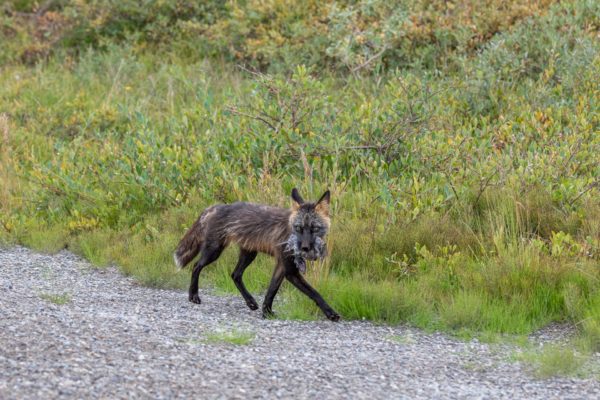 Ein erfolgreicher Rotuchs [Vulpes vulpes] am Strassenrand