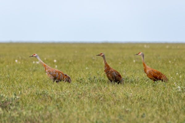 Sandhügel Kranich [Grus canadensis]