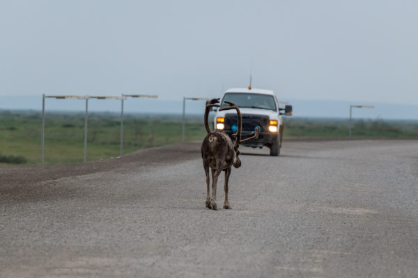 Auf dem Rückweg zeigen sich auch die Karibu [Rangifer tarandus]