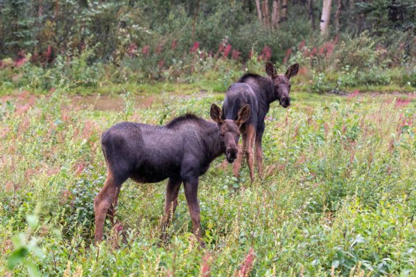 Zwei Elch Kälber [Alces alces]