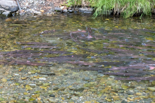 Einige Lachse schwimmen vor der Sperre