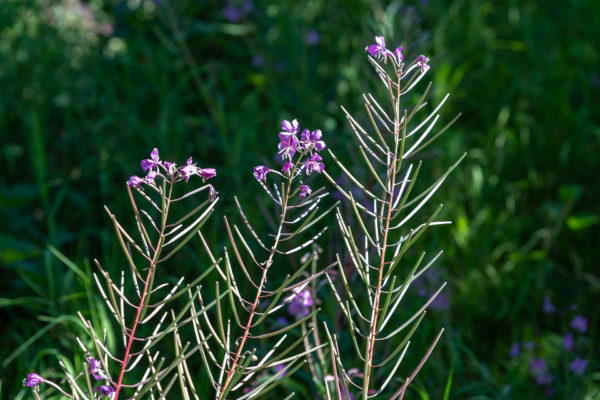 Die Schmalblättriges Weidenröschen [Epilobium angustifolium] s