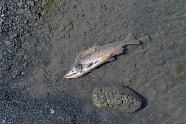 Ein Lachs am Ende seines Lebens