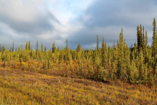 Ausserhalb von Dawson City wird es allmählich farbig