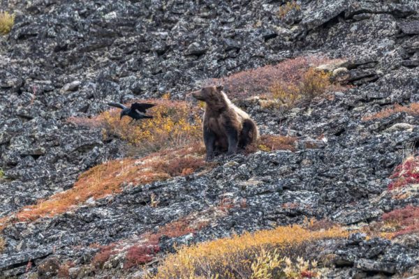 Braunbär wird von einem Rab angegriffen