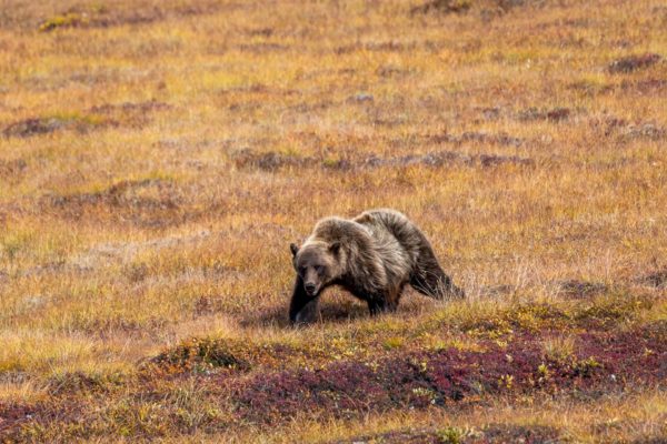 Grizzly Bär [Ursus arctos]