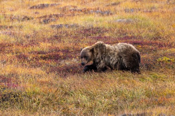 Grizzly Bär [Ursus arctos]