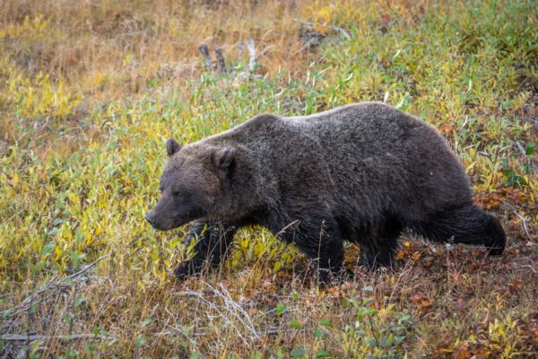 Grizzly Bär [Ursus arctos]