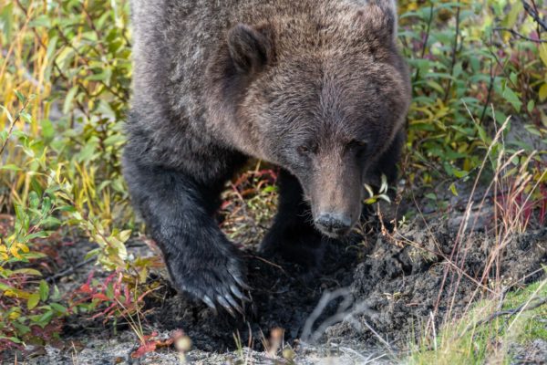 Grizzly Bär [Ursus arctos] gräbt nach Wurzeln