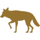 Koyote