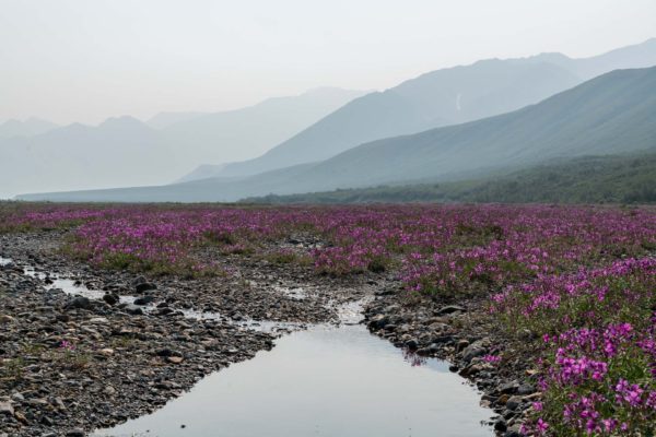 Der Dunst der Waldbrände zieht in den Denali Nationalpark.