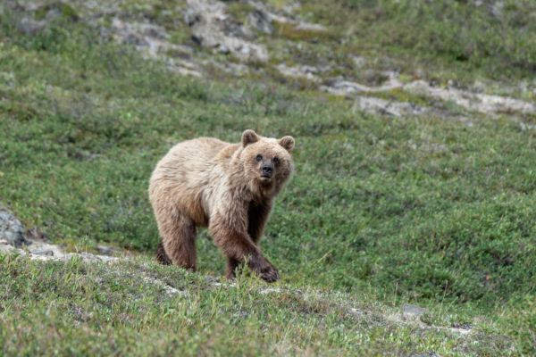 Grizzly Bär [Ursus arctos]