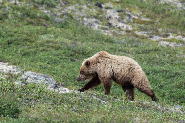 Grizzly Bär [Ursus arctos]