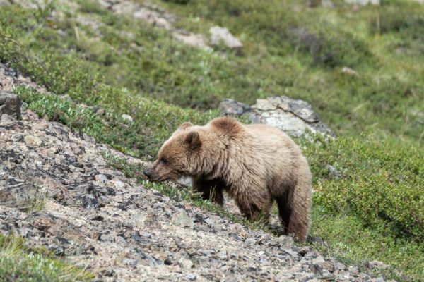 Grizzly Bär [Ursus arctos]