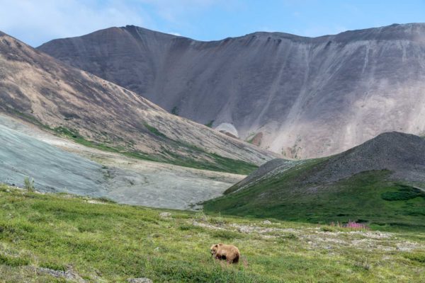 Grizzly Bär [Ursus arctos]