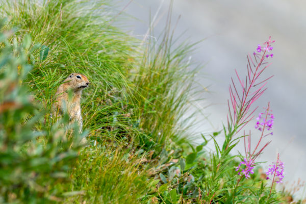 Arktischer Ziesel [Urocitellus parryii] und Schmalblättriges Weidenröschen [Epilobium angustifolium]