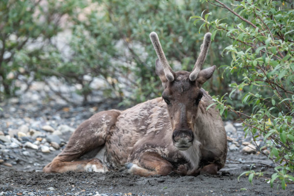 Karibu [Rangifer tarandus]