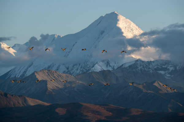 Alaska Range und Kanada Kranich [Grus canadensis]